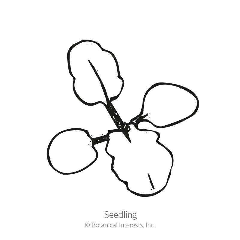 Line drawing of a young seedling with four rounded leaves radiating from a central stem, illustrating the early growth stage, labeled 