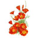 Botanical illustration of Mikado California poppies showing several fully open orange-red blooms with yellow centres, curled buds, and feathery blue-green foliage against a white background.