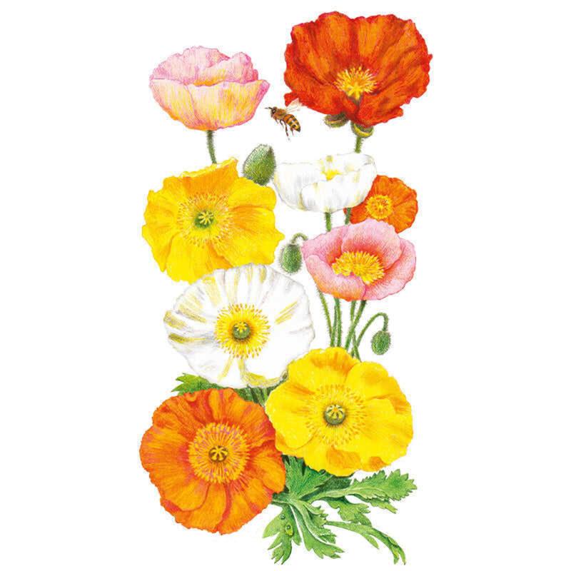 Illustrated cluster of Iceland poppy blooms in pink, red, orange, yellow and white with crinkled tissue-like petals and golden centres, a bee hovering near the top flowers, arranged above feathery green foliage on a white background.