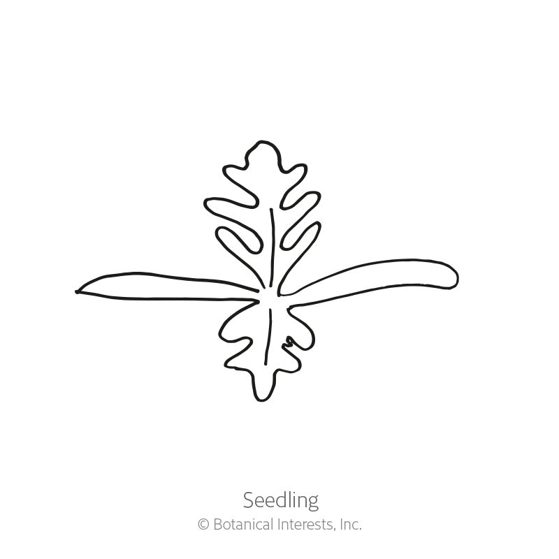 Line drawing of an Iceland poppy seedling, showing a deeply lobed leaf above two narrow strap-like cotyledon leaves, captioned "Seedling."