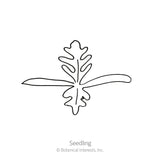 Line drawing of an Iceland poppy seedling, showing a deeply lobed leaf above two narrow strap-like cotyledon leaves, captioned 