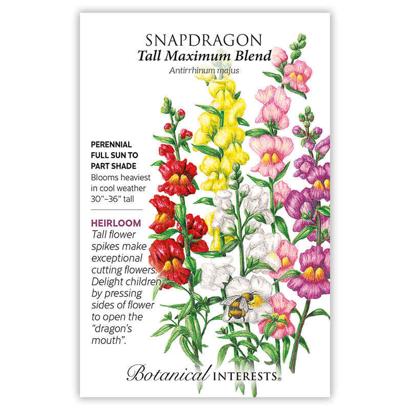 Front of an organic Botanical Interests seed packet for Tall Maximum Blend Snapdragon Seeds displaying  heirloom description and a botanical illustration of colorful tall snapdragon flower spikes with a bumblebee.