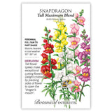 Front of an organic Botanical Interests seed packet for Tall Maximum Blend Snapdragon Seeds displaying  heirloom description and a botanical illustration of colorful tall snapdragon flower spikes with a bumblebee.