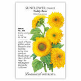 Sunflower dwarf Teddy Bear seed packet with illustrations and botanical information on a white background