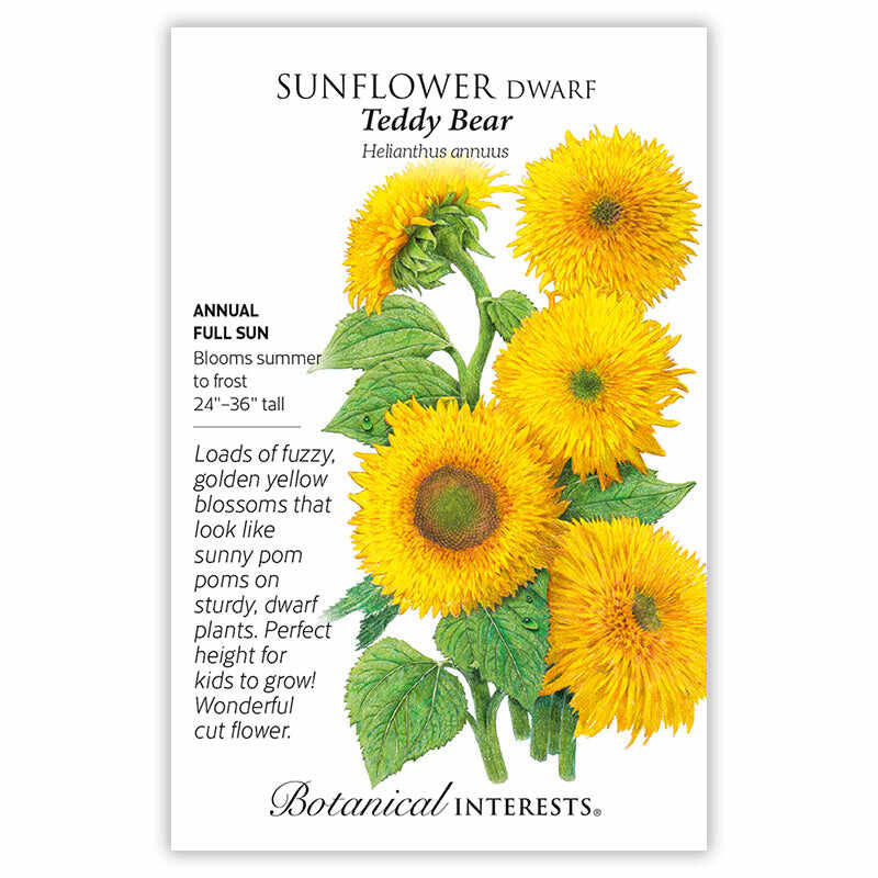 Sunflower dwarf Teddy Bear seed packet with illustrations and botanical information on a white background