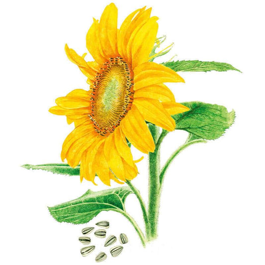 Botanical illustration of a Mammoth Sunflower showing a large yellow bloom with a textured brown-and-green centre, broad toothed leaves along the stem, and a scattering of striped black-and-white seeds below.