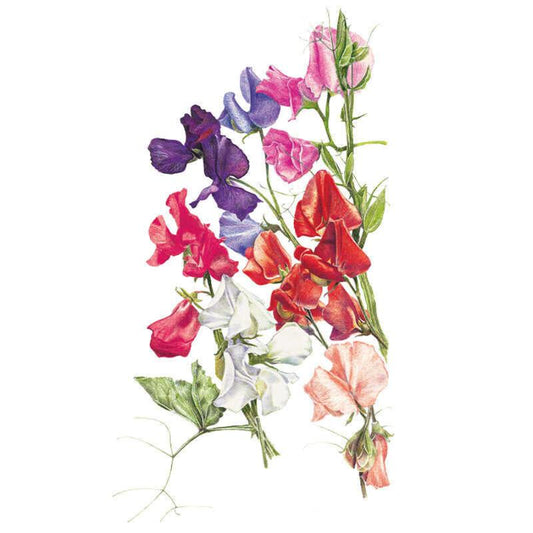 Botanical illustration of Early Multiflora sweet pea flowers, showing ruffled blooms in purple, violet, pink, red, white and salmon on curling, leafy stems against a plain white background.