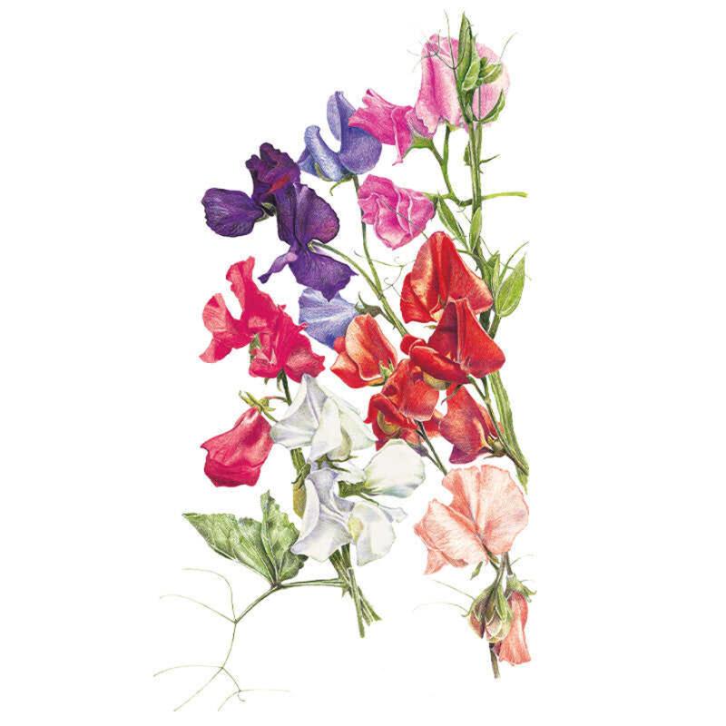Botanical illustration of Early Multiflora sweet pea flowers, showing ruffled blooms in purple, violet, pink, red, white and salmon on curling, leafy stems against a plain white background.