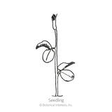 Line drawing of a young sweet pea seedling with a single upright stem bearing two rounded leaves and a pointed growing tip, labeled 