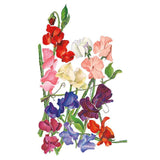 Botanical illustration of Royal Blend sweet pea flowers on tall stems, showing a mix of ruffled blooms in red, pink, cream, white, purple, blue and magenta with green tendrils and leaves, against a plain white background.