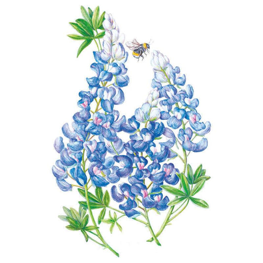 Botanical illustration of bluebonnet flowers showing tall spikes of blue-and-white pea-shaped blooms with palmate green leaves, a bumblebee hovering near the topmost blossoms, set against a plain white background.
