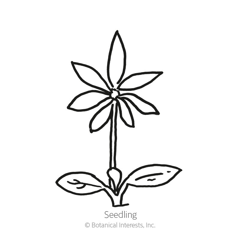 Line drawing of a bluebonnet seedling, showing a pair of rounded lower leaves and a central stem topped with a whorl of narrow, pointed leaves, labelled "Seedling" beneath.