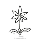 Line drawing of a bluebonnet seedling, showing a pair of rounded lower leaves and a central stem topped with a whorl of narrow, pointed leaves, labelled 