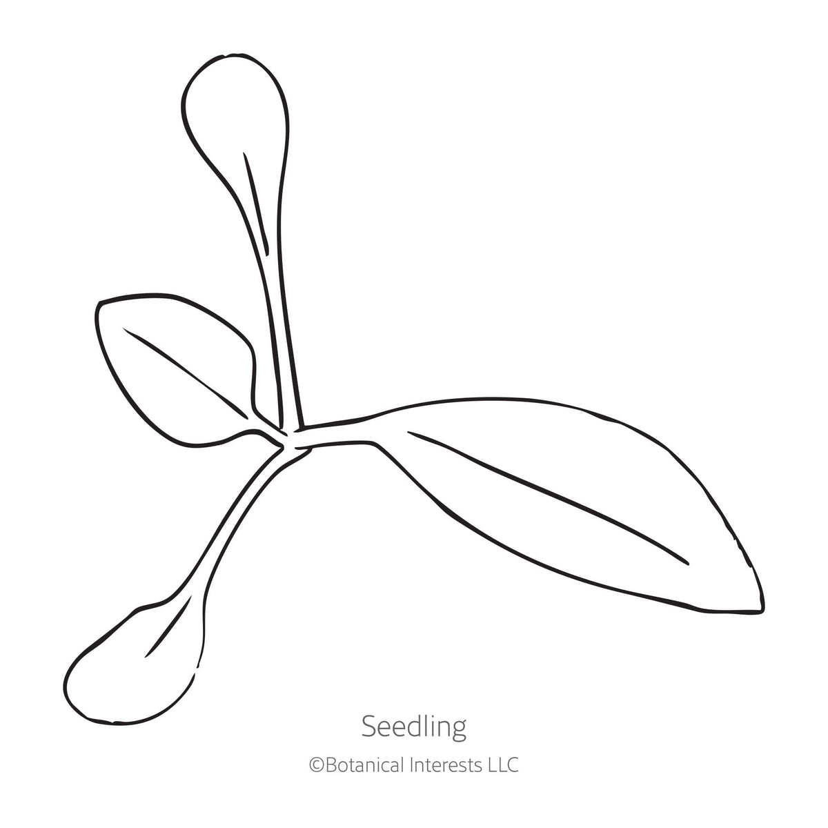 Line drawing of White Gaura seedling on a white background