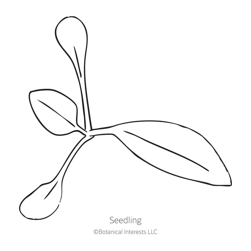 Line drawing of White Gaura seedling on a white background