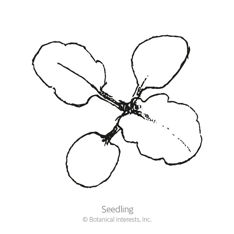 Line drawing of a young seedling viewed from above, showing four rounded, slightly scalloped cotyledon leaves radiating from a central stem, labeled 