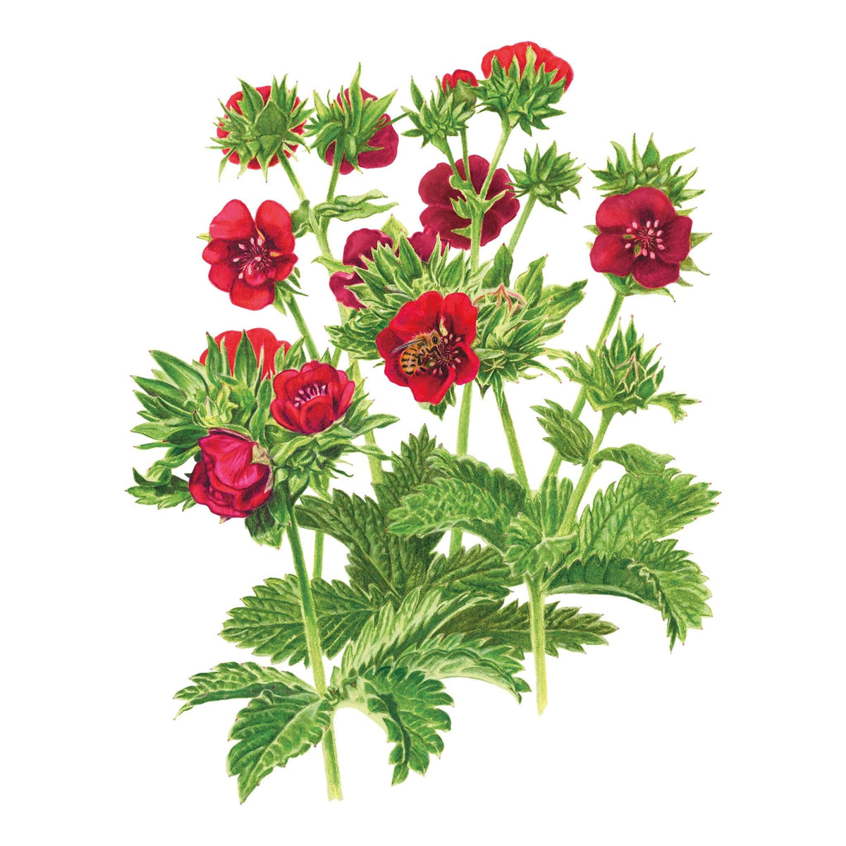 Illustration of Scarlet Cinquefoil with red flowers and green leaves on a white background