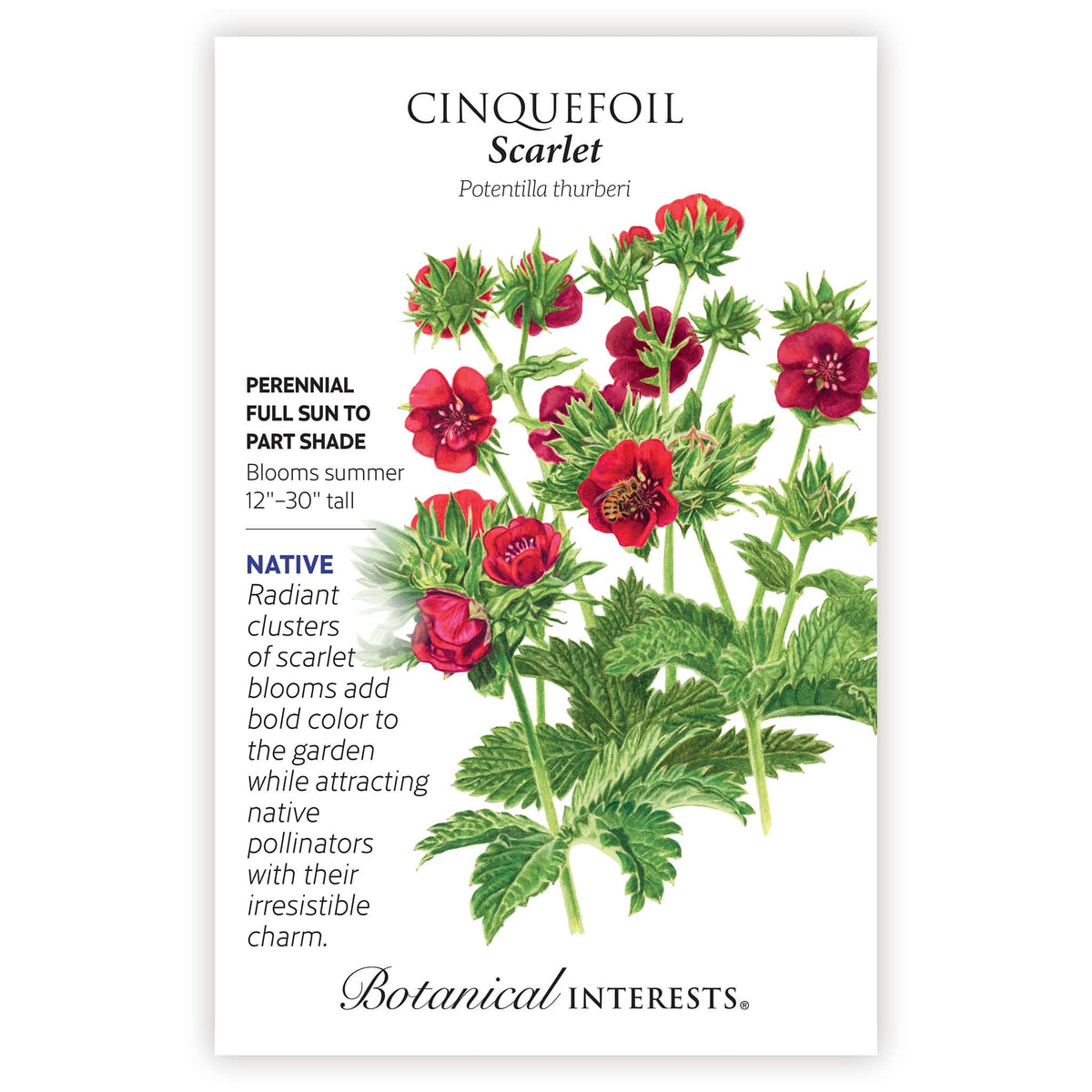 Scarlet Cinquefoil seed packet with botanical information and the illustration of the Scarlet Cinquefoil flower