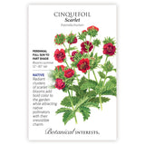 Scarlet Cinquefoil seed packet with botanical information and the illustration of the Scarlet Cinquefoil flower