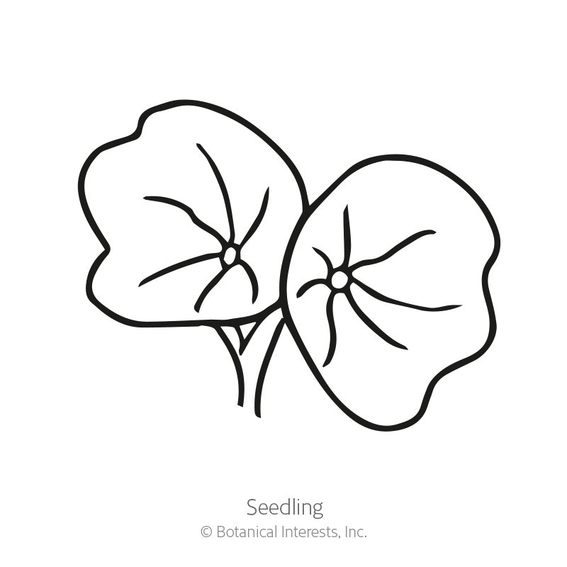 Line drawing of a nasturtium seedling with two round, radially-veined cotyledon leaves on slender stems, labelled "Seedling" beneath.