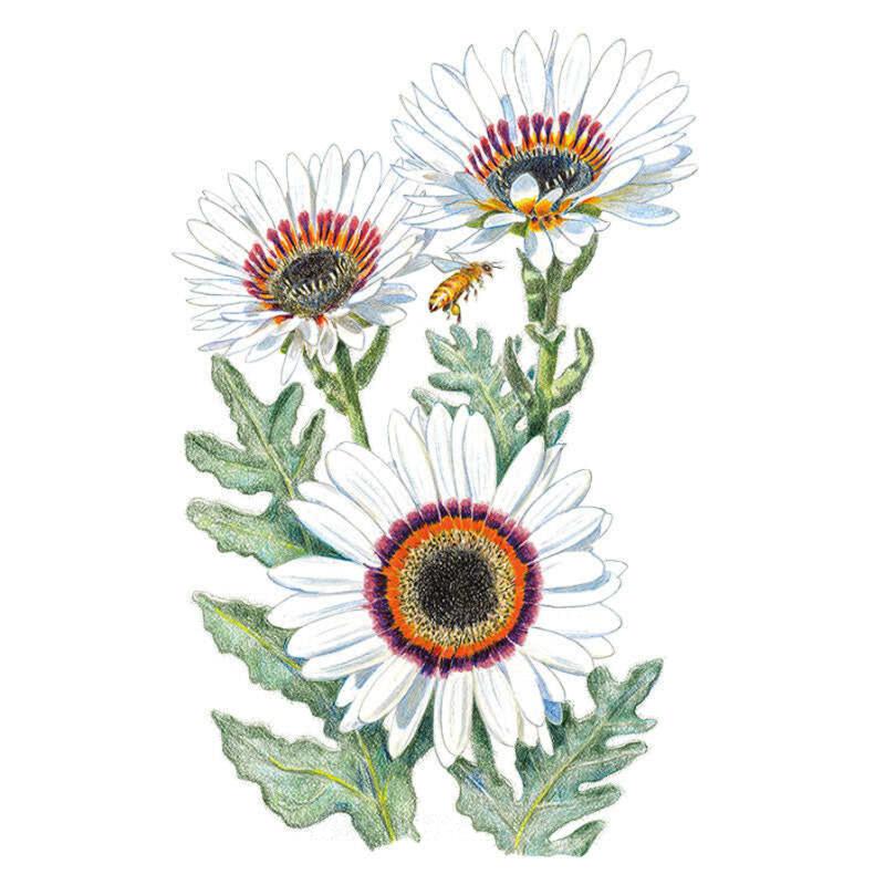 Botanical illustration of Zulu Prince Cape Daisy showing three white daisy-like blooms with dark centres ringed in orange and maroon, deeply lobed grey-green leaves, and a bee approaching the flowers.