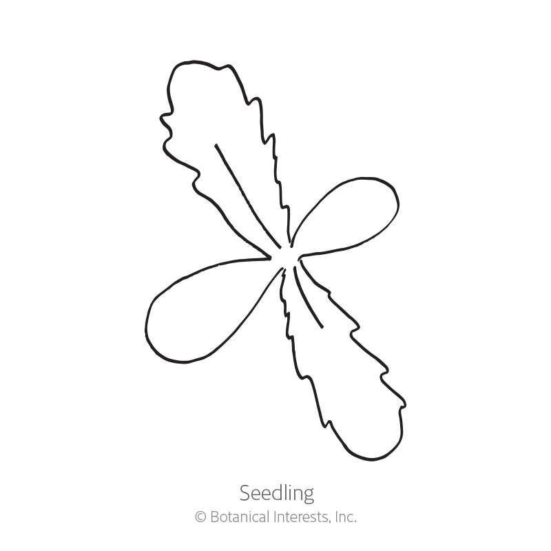 Line drawing of a Zulu Prince Cape Daisy seedling, showing two smooth rounded cotyledon leaves paired with two jagged, deeply lobed true leaves radiating from a central point, labelled 