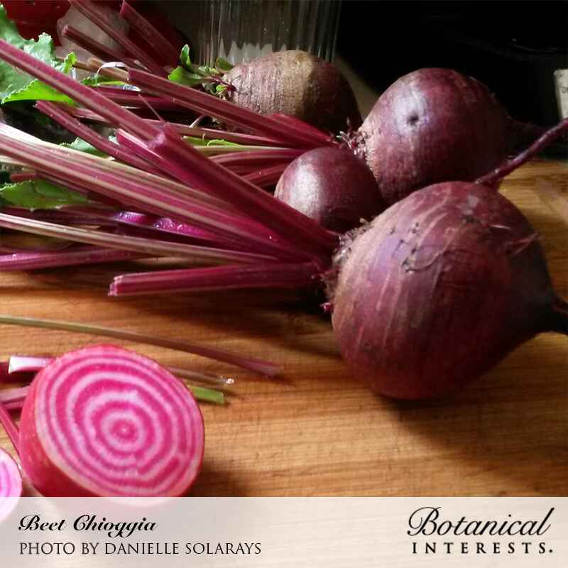 Freshly harvested Chioggia beets with pink-striped stems on a wooden cutting board, one root sliced open to reveal its distinctive candy-cane concentric rings of pink and white.