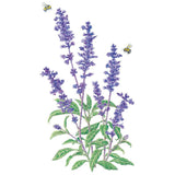 Botanical illustration of Blue Victory salvia, showing tall purple-blue flower spikes above serrated green leaves, with two bumblebees hovering nearby, on a plain white background.