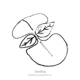Simple black-and-white line drawing of a young seedling with two rounded cotyledon leaves and two smaller pointed true leaves emerging from the center, labeled 