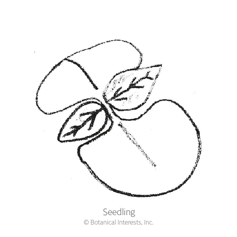Simple black-and-white line drawing of a young seedling with two rounded cotyledon leaves and two smaller pointed true leaves emerging from the center, labeled 