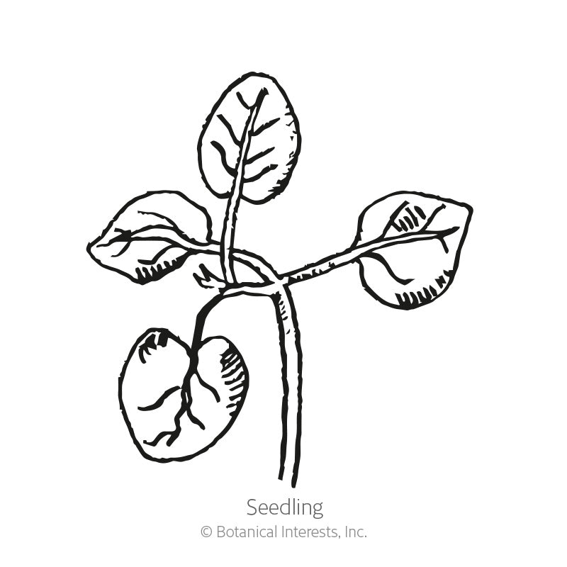 Black and white line drawing of a young snapdragon seedling with four rounded leaves on a slender stem, labelled "Seedling" beneath the illustration.