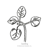 Black and white line drawing of a young snapdragon seedling with four rounded leaves on a slender stem, labelled 