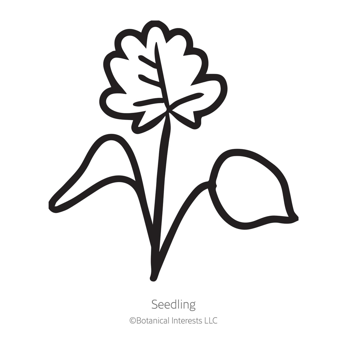 Black line drawing of Eastern Red Columbine seedling in a white background.