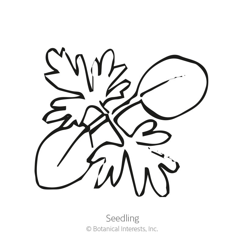 Simple black-and-white line drawing labeled "Seedling," illustrating a young larkspur plant with two deeply lobed leaves and a rounded seed leaf attached to a slender stem.