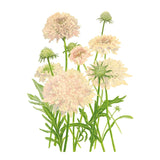 Illustration of pink Fata Morgana Scabiosa flowers with green stems on a white background