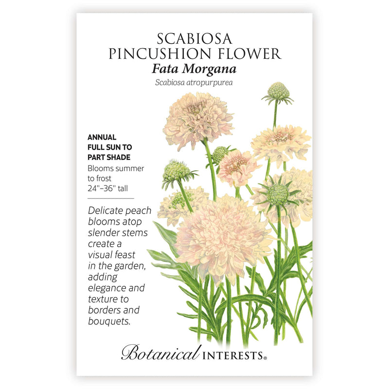 Fata Morgana Scabiosa seed packet with botanical information and the illustration of its flower