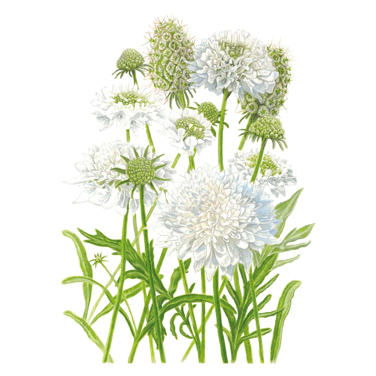 Illustration of green and white Snowmaiden Scabiosa flowers on a white background