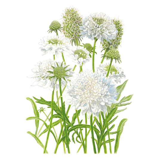 Illustration of green and white Snowmaiden Scabiosa flowers on a white background