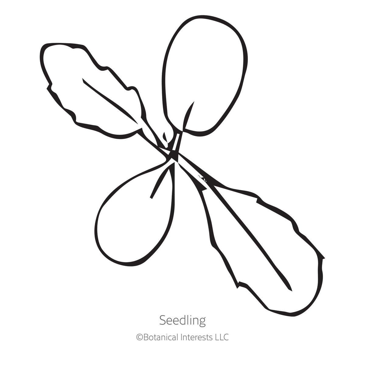 Black line drawing of Snowmaiden Scabiosa Seedling on a white background