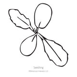Black line drawing of Snowmaiden Scabiosa Seedling on a white background