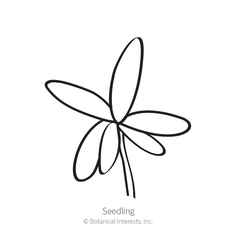 Simple black-and-white line drawing of a young portulaca seedling, showing five slender, elongated leaves radiating from a short central stem, labeled 