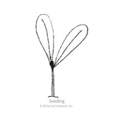 Line drawing of a young seedling with a single upright stem and two rounded seed leaves splayed apart, labelled 