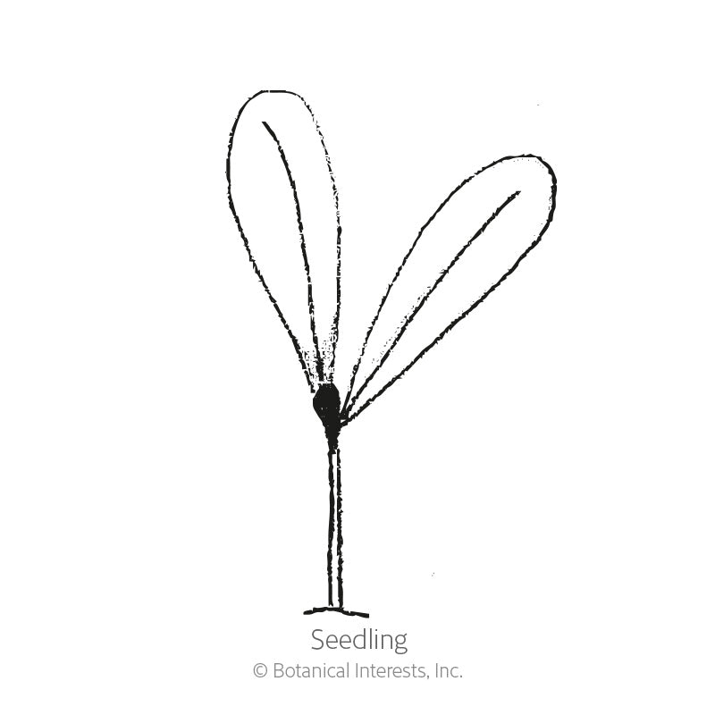 Line drawing of a young seedling with a single upright stem and two rounded seed leaves splayed apart, labelled 