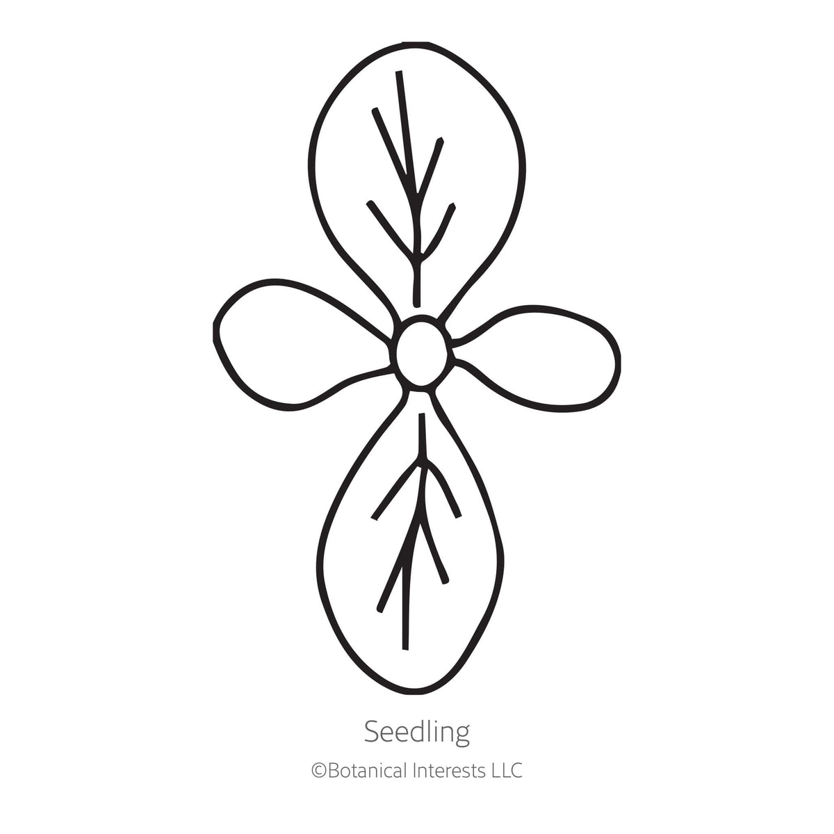 Black line drawing of Bronze Queen Nicotiana seedling on a white background