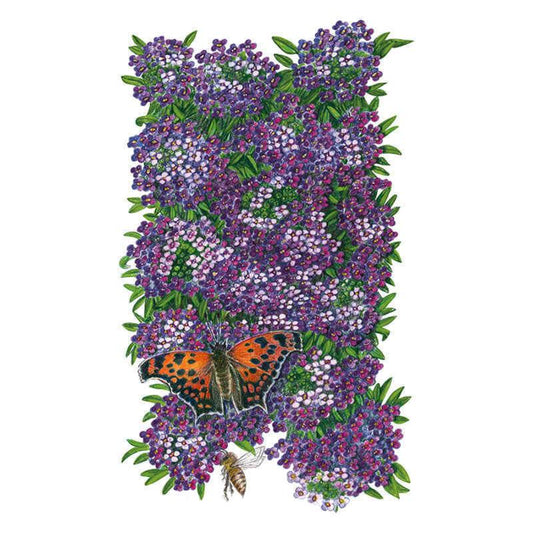 Illustration of Oriental Nights sweet alyssum showing dense clusters of tiny purple and white four-petaled flowers with green foliage, visited by an orange and black butterfly and a bee, set against a plain white background.
