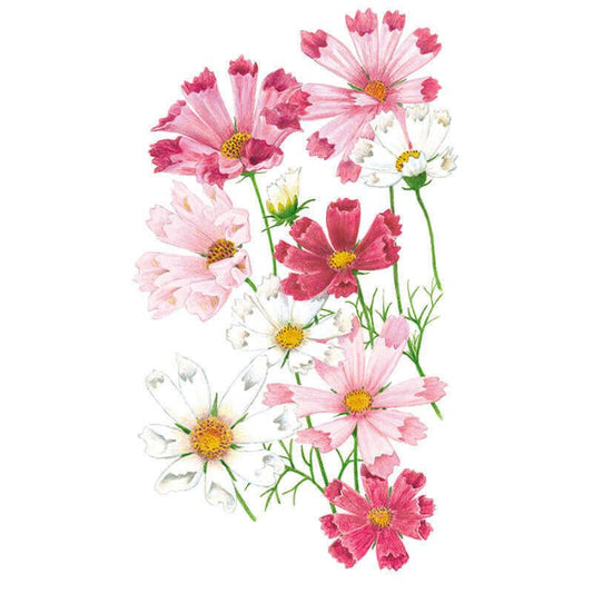 Botanical illustration of vibrant pink, rose, and white cosmos flowers with fluted, seashell-shaped petals on delicate green stems for Sea Shells Blend Cosmos Seeds.