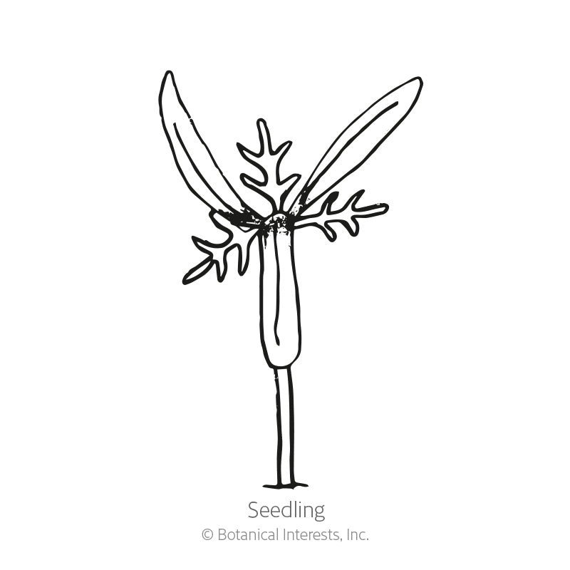 Black and white line art illustration of a young cosmos seedling with long cotyledons and delicate leaves, labeled "Seedling" with copyright text for Botanical Interests, Inc., for Sea Shells Blend Cosmos Seeds.