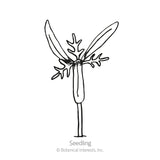 Black and white line art illustration of a young cosmos seedling with delicate, feathery leaves labeled 