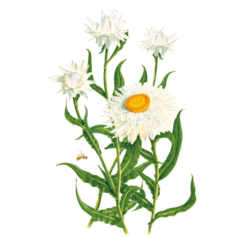 Illustration of a white King Size Silvery White Strawflower with a yellow center on a white background
