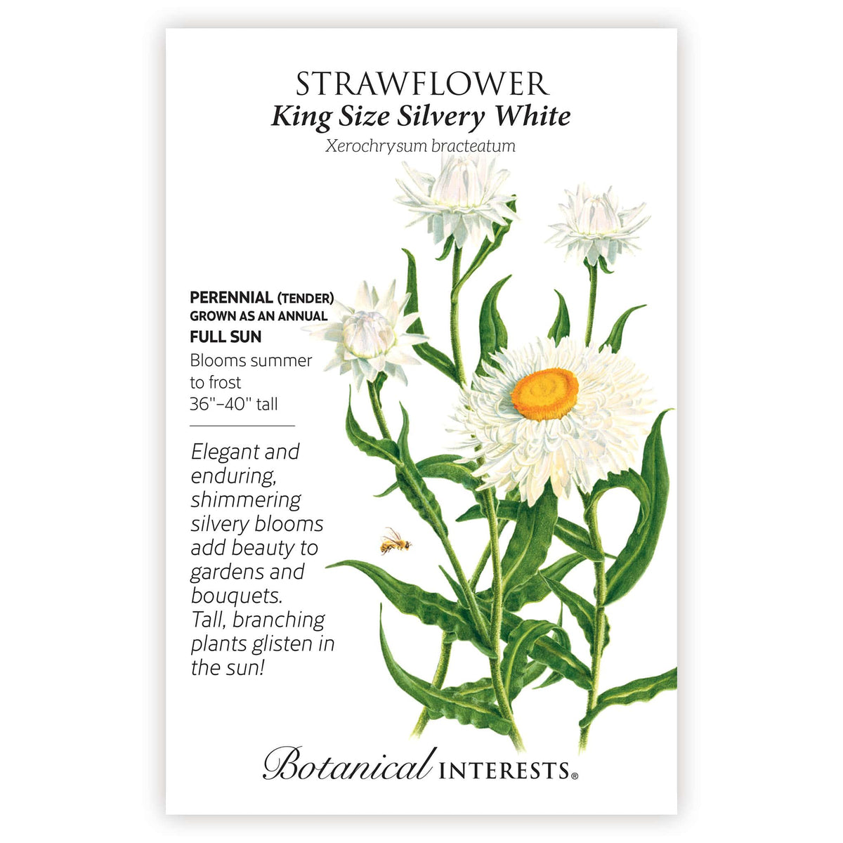 King Size Silvery White Strawflower seed packet with botanical information and the strawflower illustration